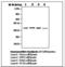 NFKB Inhibitor Alpha antibody, LS-C62088, Lifespan Biosciences, Western Blot image 