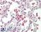 Neutrophil Cytosolic Factor 1 antibody, 43-227, ProSci, Western Blot image 