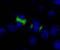 Centromere Protein F antibody, IHC-00065, Bethyl Labs, Immunofluorescence image 