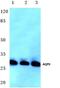 Major Intrinsic Protein Of Lens Fiber antibody, PA5-36535, Invitrogen Antibodies, Western Blot image 