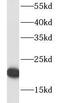 Ribosomal Protein L18a antibody, FNab07418, FineTest, Western Blot image 