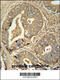 Iron-Sulfur Cluster Assembly 2 antibody, 55-216, ProSci, Immunohistochemistry paraffin image 