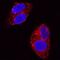 Glypican 3 antibody, MAB2119, R&D Systems, Immunocytochemistry image 