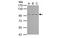 TBC1 Domain Containing Kinase antibody, MBS837346, MyBioSource, Western Blot image 