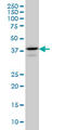 E2F Transcription Factor 4 antibody, LS-C197096, Lifespan Biosciences, Western Blot image 