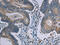 MARVEL Domain Containing 1 antibody, CSB-PA106910, Cusabio, Immunohistochemistry frozen image 