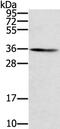 Sorting Nexin 11 antibody, PA5-50878, Invitrogen Antibodies, Western Blot image 