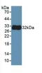 Tubulin antibody, LS-C724569, Lifespan Biosciences, Western Blot image 