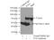 Transcription Factor 4 antibody, 22337-1-AP, Proteintech Group, Immunoprecipitation image 