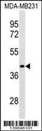 Leucine Rich Repeat Containing 39 antibody, 60-374, ProSci, Western Blot image 