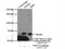 Protein Tyrosine Phosphatase Non-Receptor Type 9 antibody, 12109-1-AP, Proteintech Group, Immunoprecipitation image 