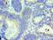 AlkB Homolog 8, TRNA Methyltransferase antibody, LS-C378558, Lifespan Biosciences, Immunohistochemistry frozen image 