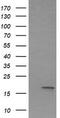 Interleukin 36 Gamma antibody, LS-C174631, Lifespan Biosciences, Western Blot image 