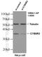 Cytochrome B5 Reductase 3 antibody, 10894-1-AP, Proteintech Group, Western Blot image 