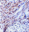 Tripartite motif-containing protein 5 antibody, 3251, ProSci, Immunohistochemistry frozen image 