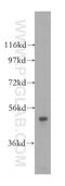 Glycerol-3-phosphate acyltransferase 4 antibody, 16762-1-AP, Proteintech Group, Western Blot image 