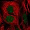 General Transcription Factor IIE Subunit 1 antibody, PA5-66877, Invitrogen Antibodies, Immunofluorescence image 