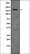 Zinc Finger MYM-Type Containing 4 antibody, orb378451, Biorbyt, Western Blot image 