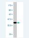 Autocrine Motility Factor Receptor antibody, H00000267-M01, Novus Biologicals, Western Blot image 