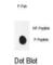 Pyruvate Dehydrogenase E1 Alpha 1 Subunit antibody, abx032110, Abbexa, Western Blot image 