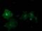 Phosphodiesterase 2A antibody, MA5-25409, Invitrogen Antibodies, Immunocytochemistry image 
