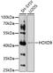 Homeobox D9 antibody, 16-784, ProSci, Western Blot image 