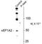 Elongation factor 1-alpha 2 antibody, PA5-35404, Invitrogen Antibodies, Western Blot image 