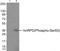 Heterogeneous Nuclear Ribonucleoprotein D antibody, PA5-37596, Invitrogen Antibodies, Western Blot image 