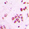 Inositol Hexakisphosphate Kinase 2 antibody, LS-C353440, Lifespan Biosciences, Immunohistochemistry frozen image 