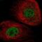 ATPase Family AAA Domain Containing 2B antibody, NBP1-89611, Novus Biologicals, Immunofluorescence image 