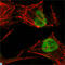 MutS Homolog 2 antibody, LS-C812704, Lifespan Biosciences, Immunofluorescence image 