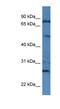 Golgin A1 antibody, NBP1-79554, Novus Biologicals, Western Blot image 