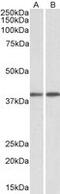 G Protein Subunit Alpha Q antibody, MBS422578, MyBioSource, Western Blot image 