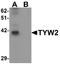 TRNA Methyltransferase 12 Homolog antibody, A15532, Boster Biological Technology, Western Blot image 
