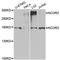 Nuclear Receptor Corepressor 2 antibody, A8388, ABclonal Technology, Western Blot image 