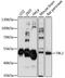 Transducin Beta Like 2 antibody, A07879-1, Boster Biological Technology, Western Blot image 