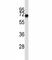 CD5 Molecule antibody, F43040-0.4ML, NSJ Bioreagents, Western Blot image 