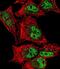 Myocyte Enhancer Factor 2C antibody, PA5-13287, Invitrogen Antibodies, Immunofluorescence image 