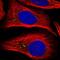 Ras Suppressor Protein 1 antibody, PA5-55270, Invitrogen Antibodies, Immunofluorescence image 