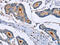 Glia Maturation Factor Gamma antibody, CSB-PA552403, Cusabio, Immunohistochemistry frozen image 