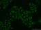 POP4 Homolog, Ribonuclease P/MRP Subunit antibody, 15273-1-AP, Proteintech Group, Immunofluorescence image 