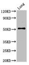Serine Incorporator 1 antibody, LS-C673122, Lifespan Biosciences, Western Blot image 