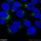 Ras-related protein Rab-9A antibody, 11420-1-AP, Proteintech Group, Immunofluorescence image 