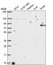 Rho GTPase-activating protein 25 antibody, PA5-66386, Invitrogen Antibodies, Western Blot image 
