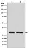 Cyclin Dependent Kinase 1 antibody, M00209-4, Boster Biological Technology, Western Blot image 