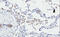 Phosphodiesterase 11A antibody, 46-150, ProSci, Enzyme Linked Immunosorbent Assay image 