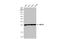 High Mobility Group Box 1 antibody, GTX127344, GeneTex, Western Blot image 