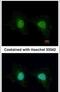 RING finger protein unkempt-like antibody, PA5-31655, Invitrogen Antibodies, Immunofluorescence image 