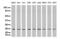 Proteasome Subunit Alpha 6 antibody, UM800032CF, Origene, Western Blot image 