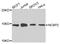 Nuclear Cap Binding Protein Subunit 2 antibody, abx005500, Abbexa, Western Blot image 